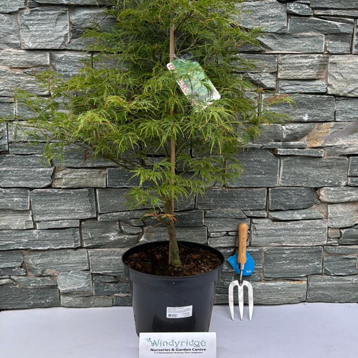 Acer palmatum Dissectum  60-80 CM C12
