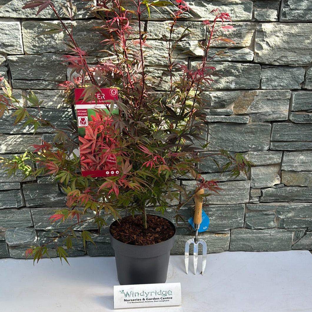 Acer palmatum Shaina  5 Ltr pot