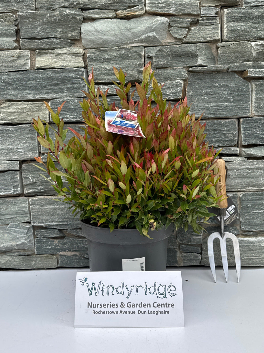 Leucothoe Little Flames