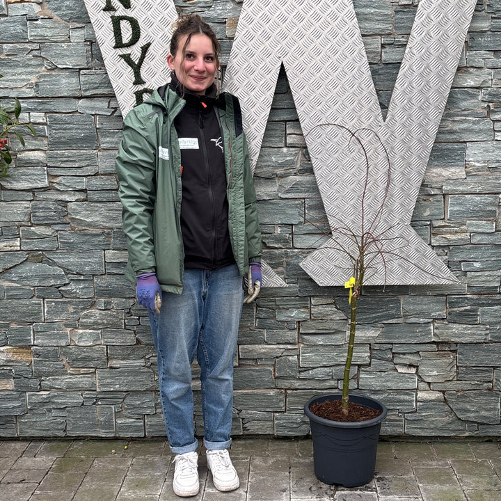 Acer pal. Moss Gold 50 cm st. Deco 15L.