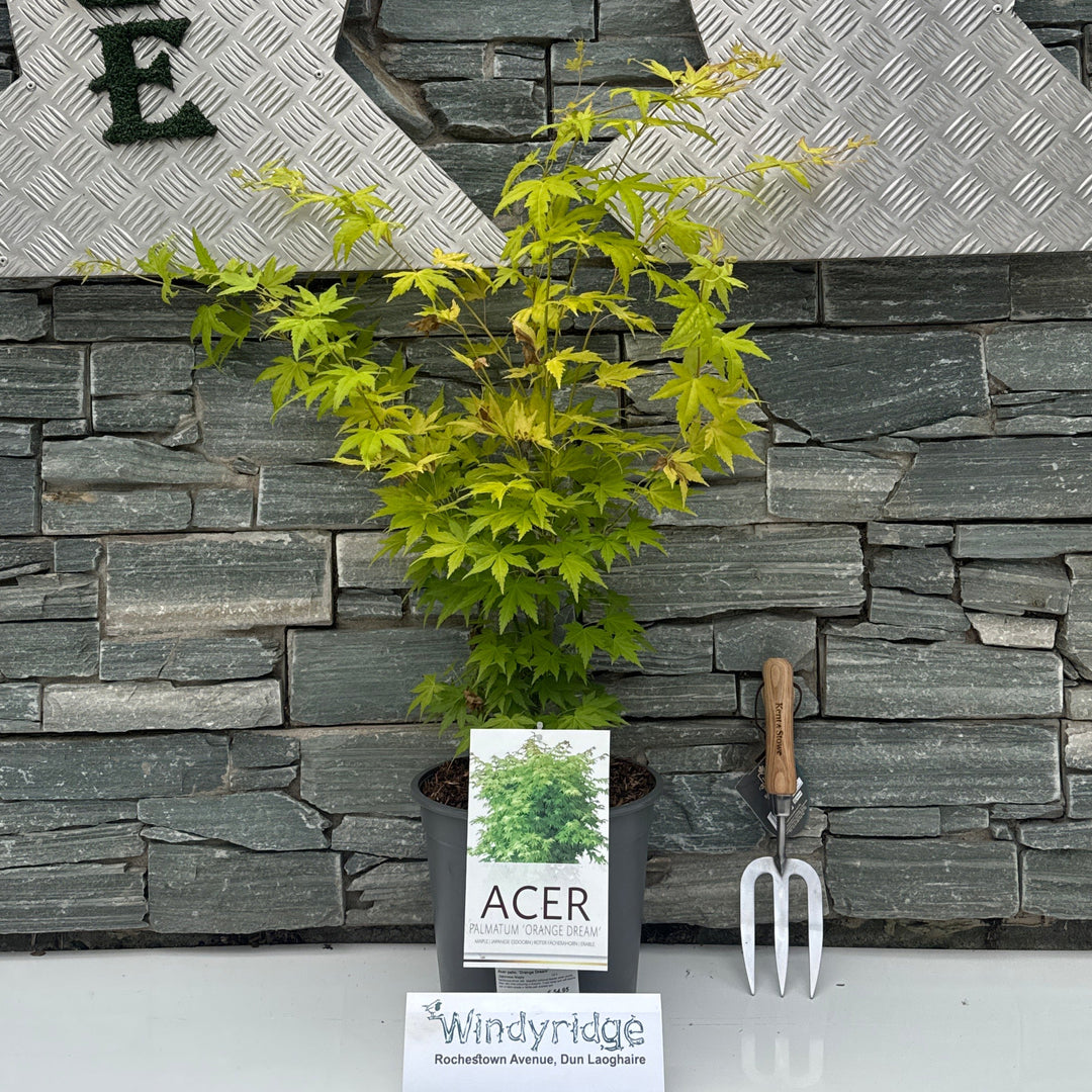 Acer palm. Orange Dream C6.5