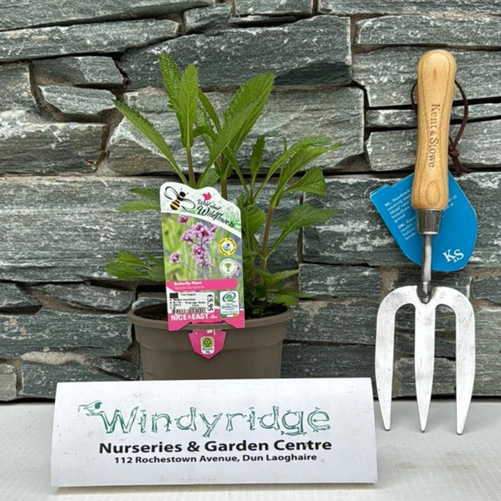 Verbena bonariensis 1L