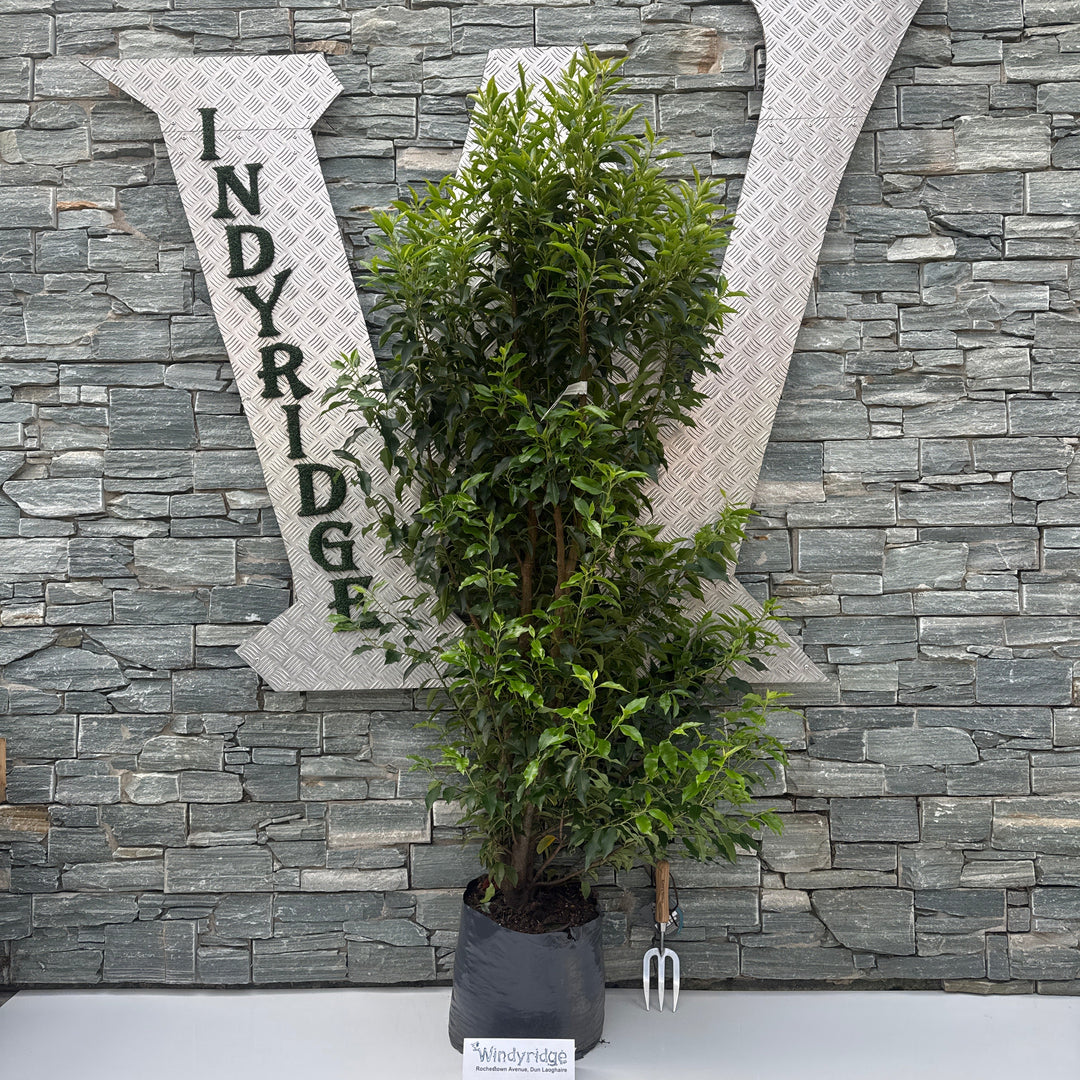 Prunus lusitanica Angustifolia 20L 150-175
