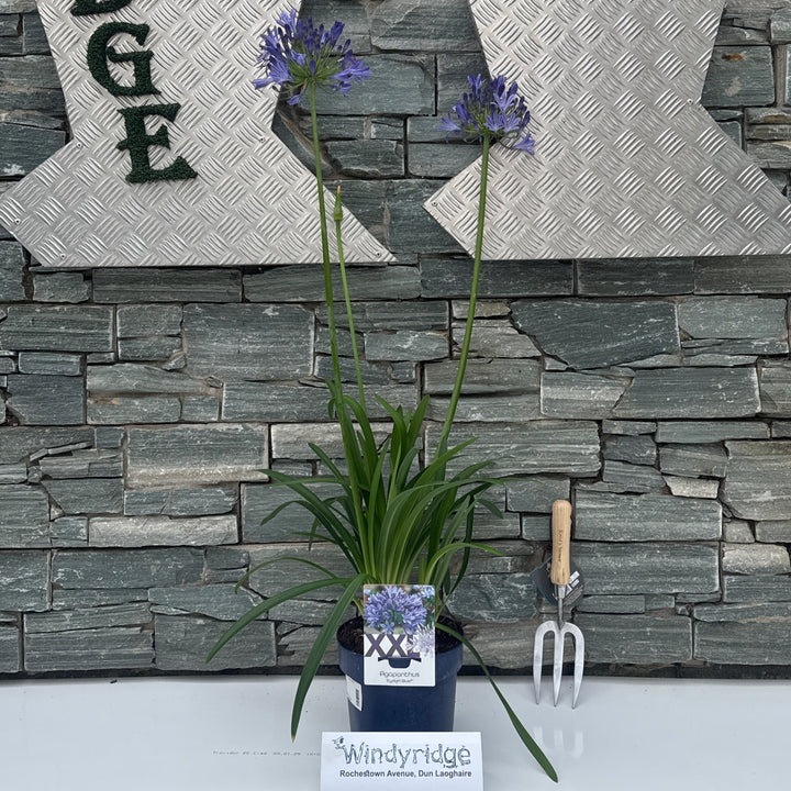 Agapanthus Eydori Blue