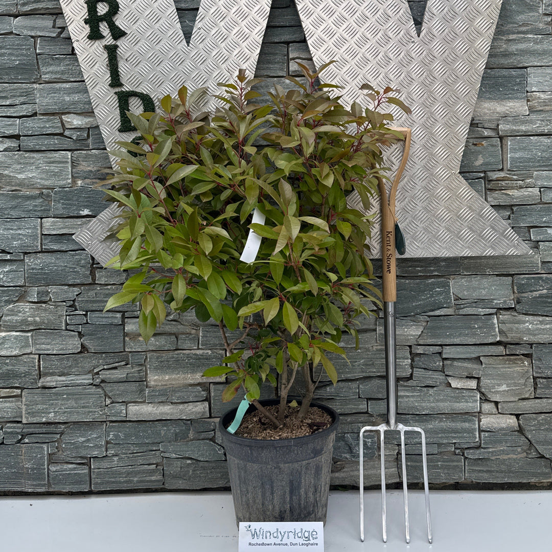 PHOTINIA SERR. CORALLO CLT 18 H 100 + CM
