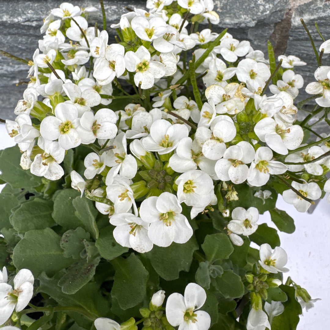 Arabis Little Treasure White