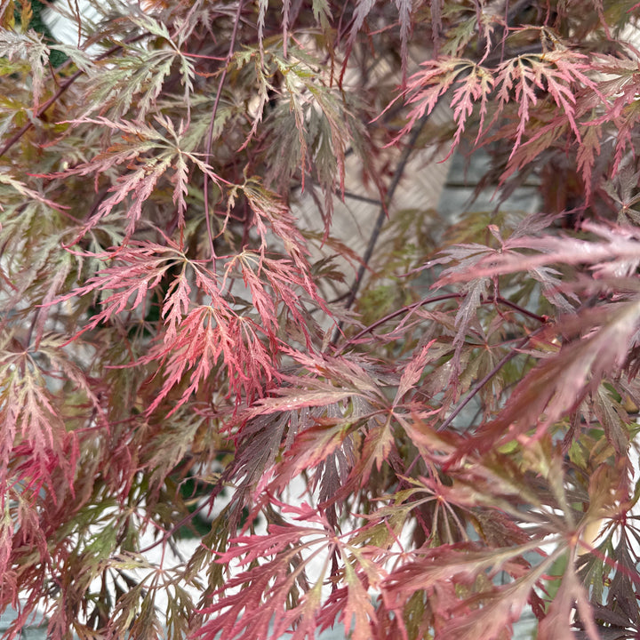 Acer pal. Red Dragon 90 cm st. Deco 18L.