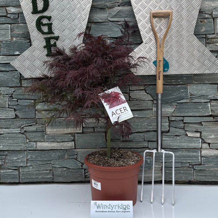 Acer Palmatum Garnet C15 125cm