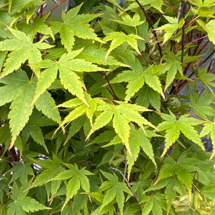 Acer pal. Sangokaku