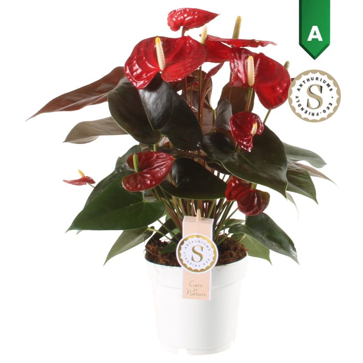Anthurium and. Coral Champion P14