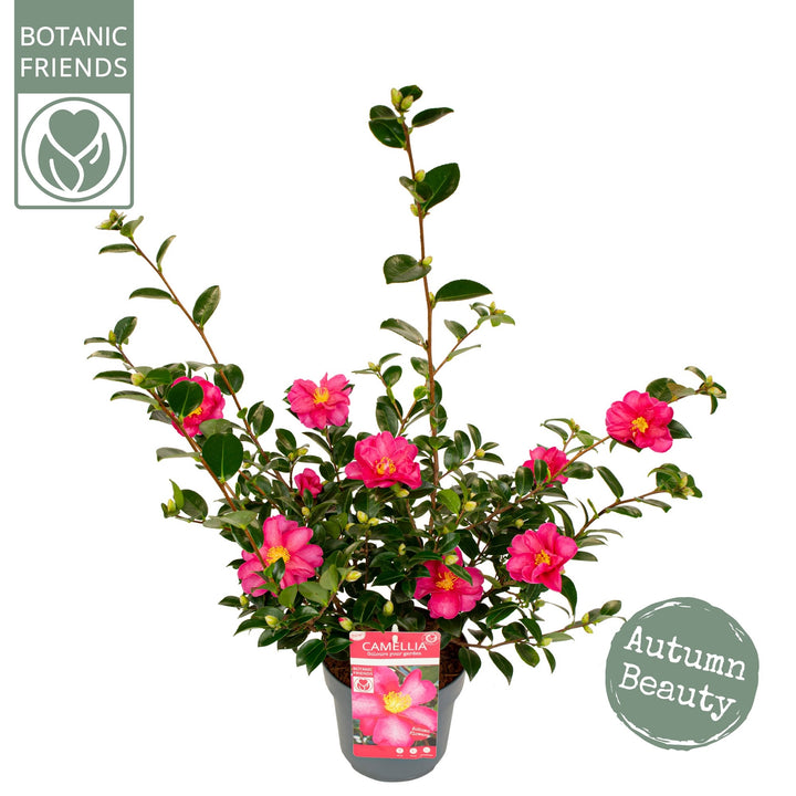 Camellia-sas.-Red-Potted-3