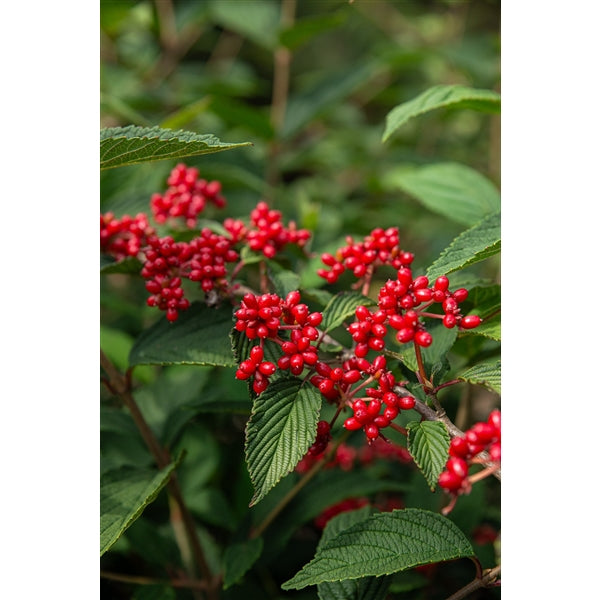 Viburnum plic Kilimandjaro Sunrise PBR