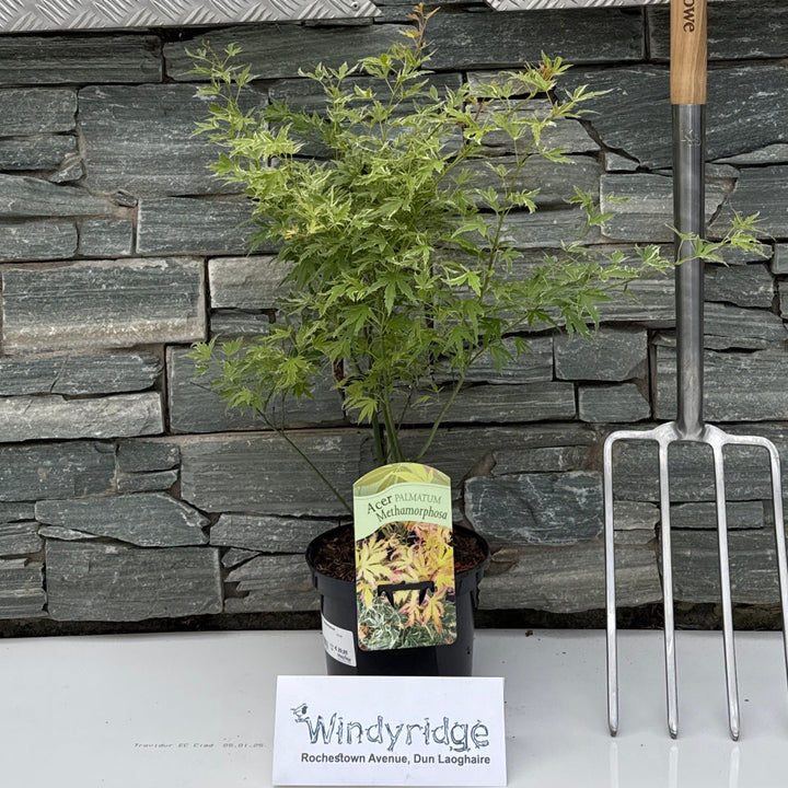 Acer palm. Metamorphosa  3 Ltr pot