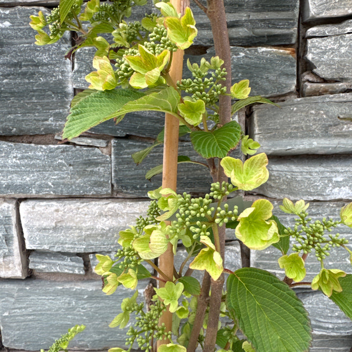 Viburnum plic Kilimandjaro Sunrise PBR