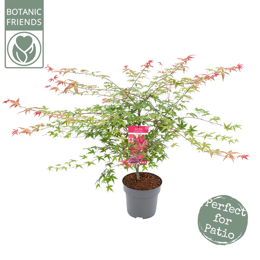 Acer pal. Beni-maiko