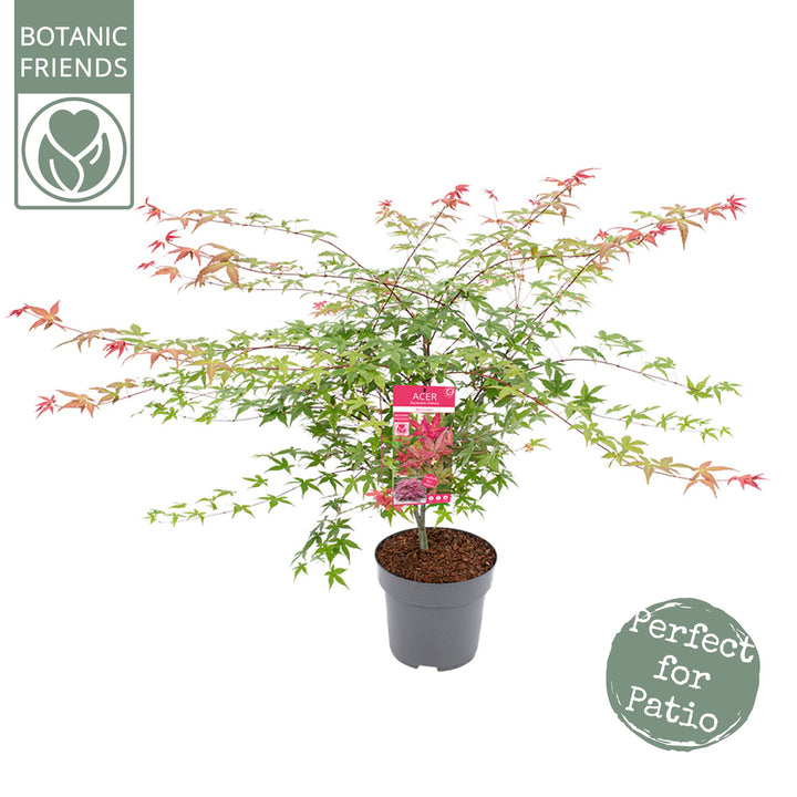 Acer pal. Beni-maiko