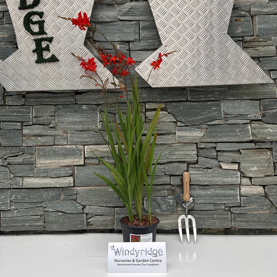 CROCOSMIA Hellfire 2Ltr Pot
