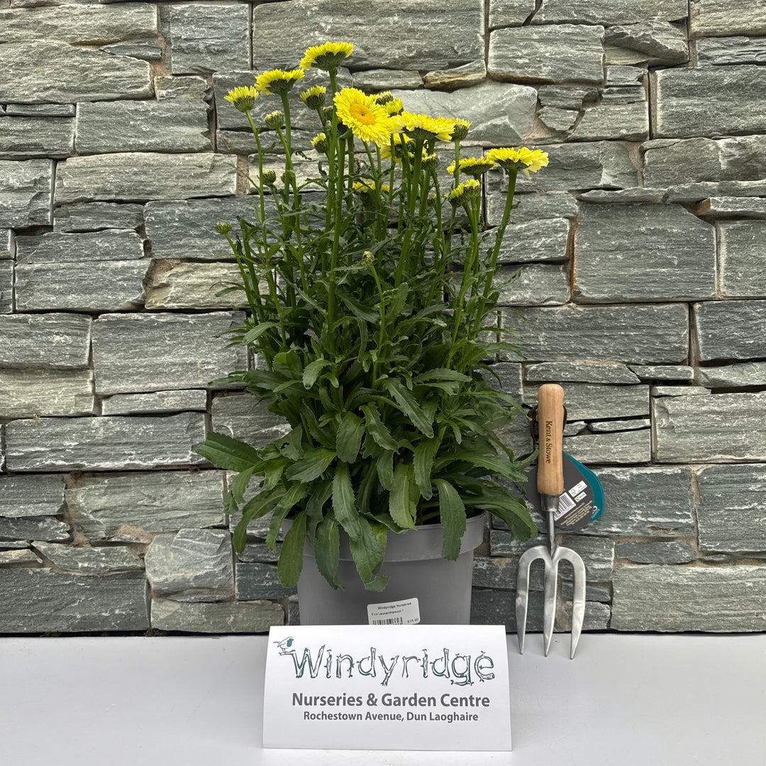 5 Ltr Leucanthemum