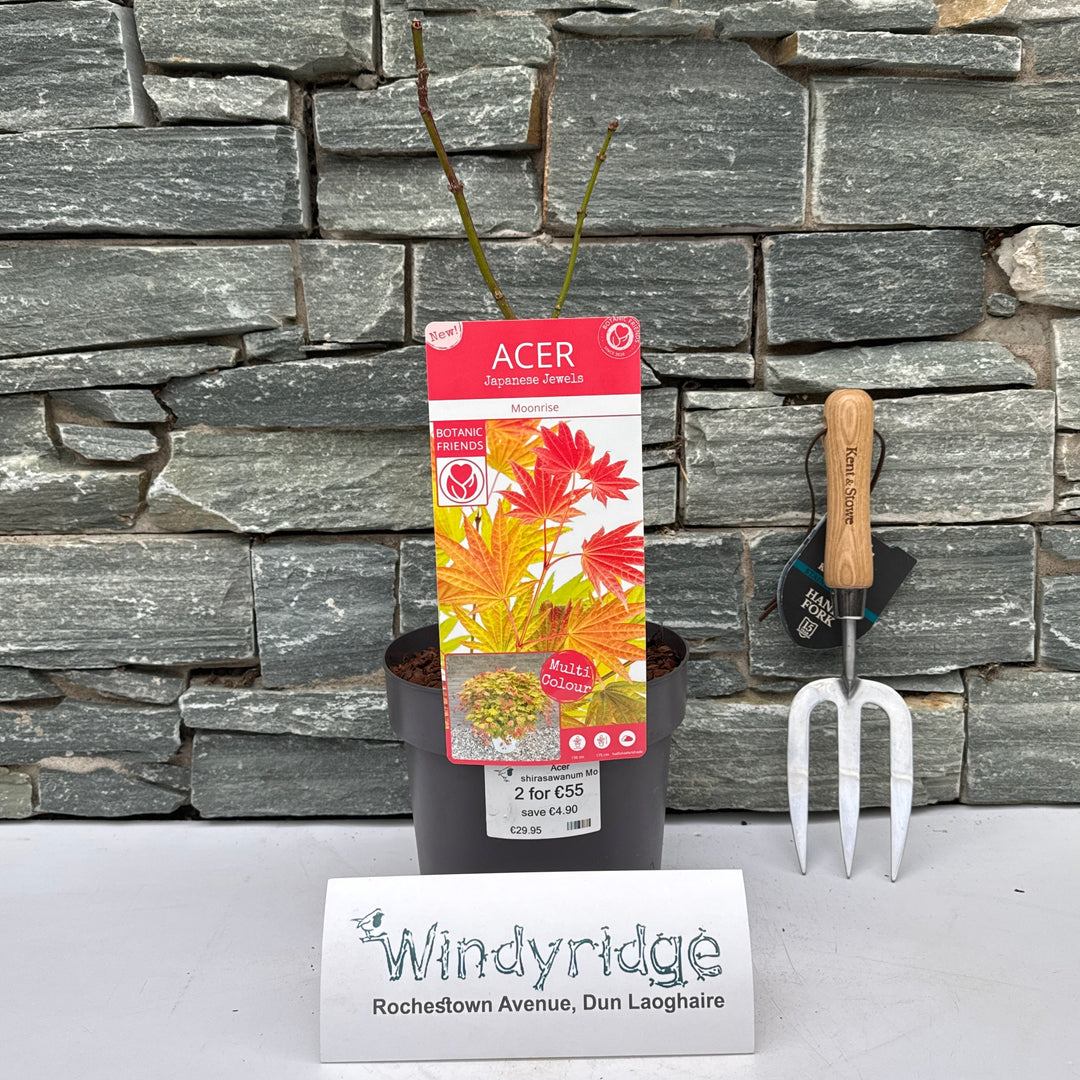 Acer shirasawanum Moonrise
