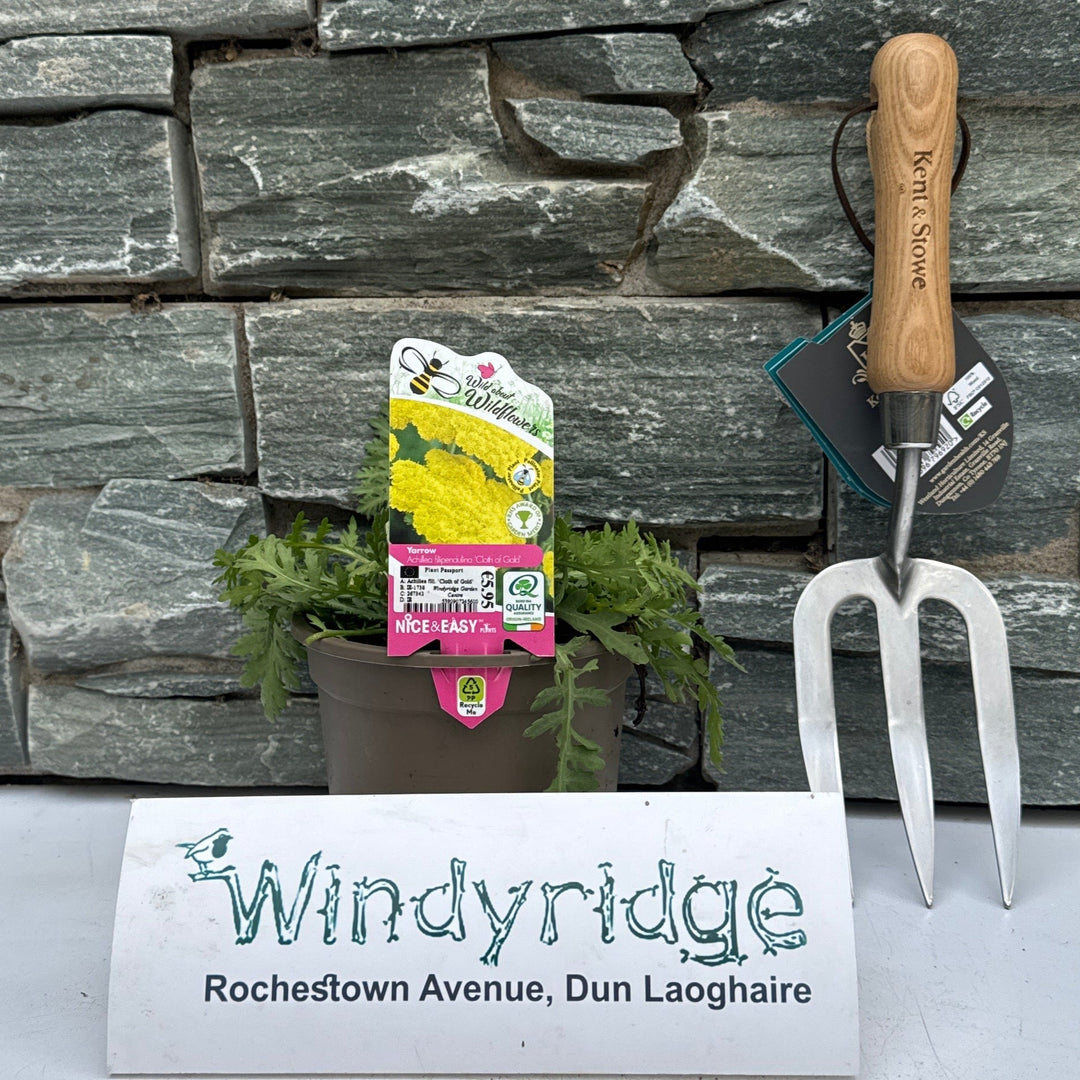 Achillea fill. Cloth of Gold