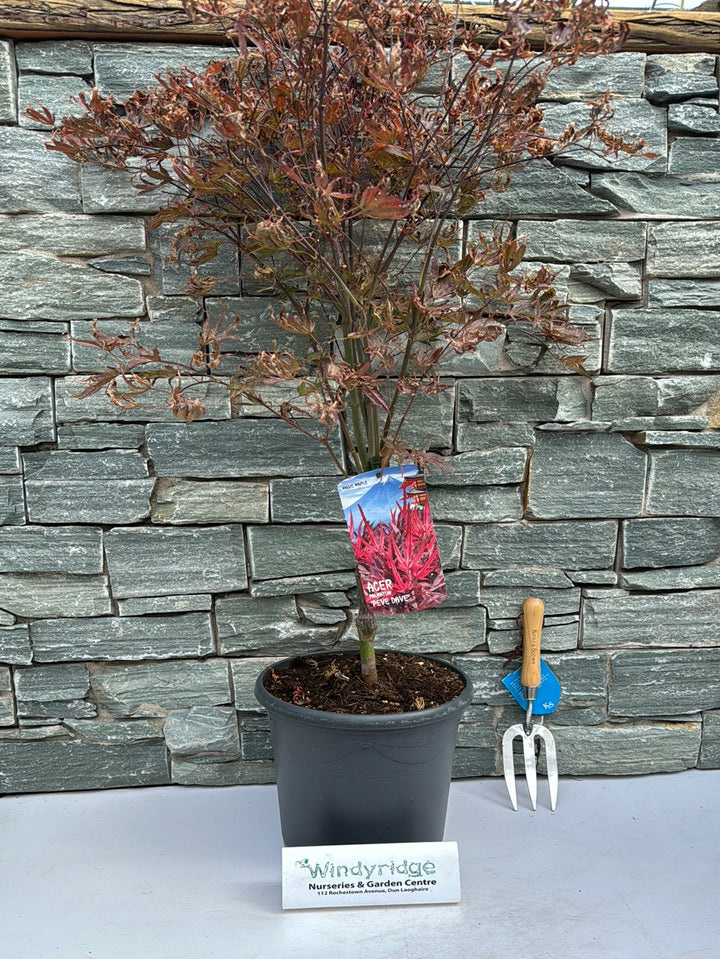 Acer pal. Pevé Dave (60-80 cm 10L)