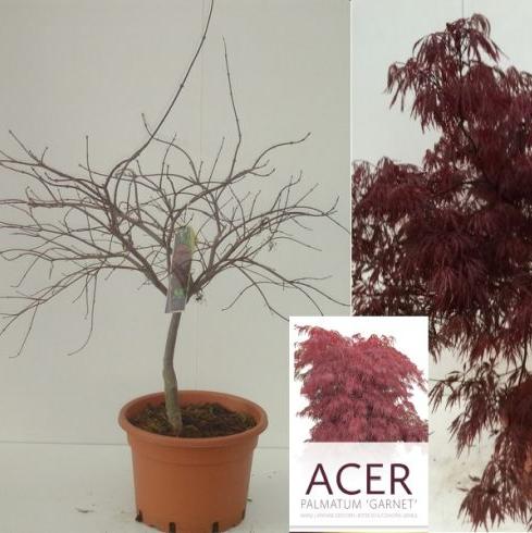 Acer palmatum Garnet (15 Ltr pot)