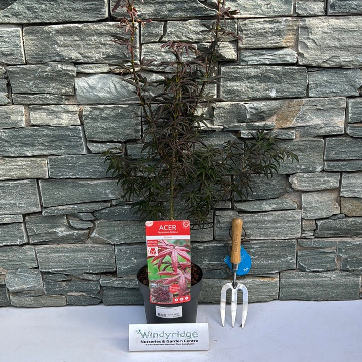 Acer palmatum Starfish  3 Ltr pot