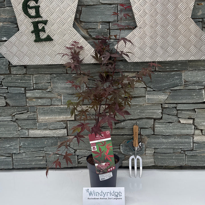 Acer palmatum Bloodgood  40-50 CM C3