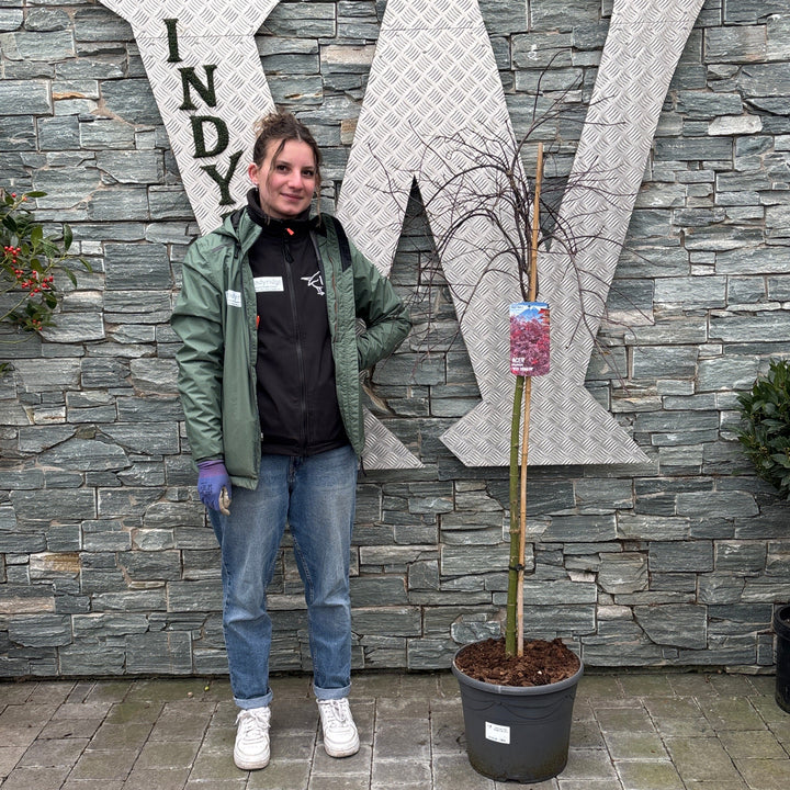 Acer pal. Red Dragon 90 cm st. Deco 18L.