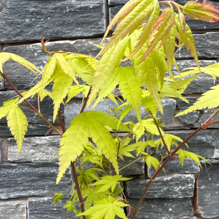 Acer palm. Summer Gold
