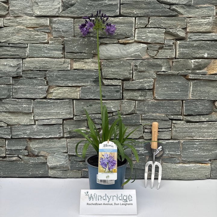 Agapanthus Poppin Purple