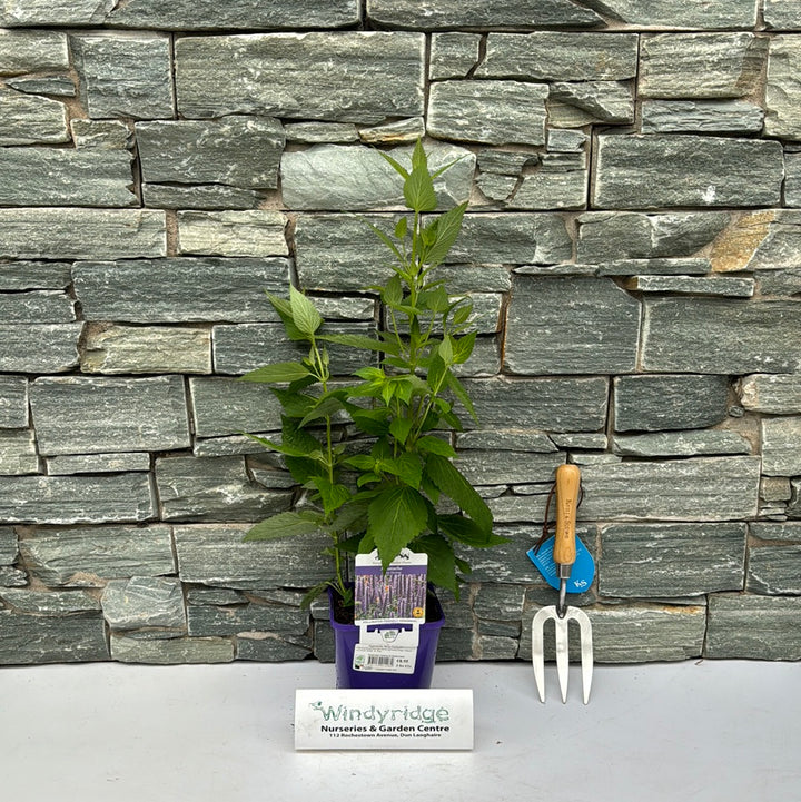 Agastache Blue Fortune