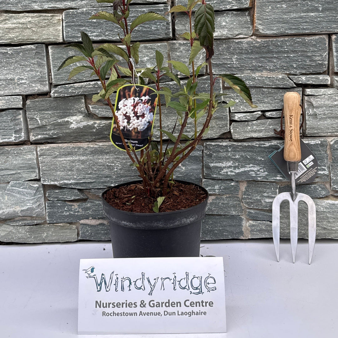 Viburnum farreri December Dwarf
