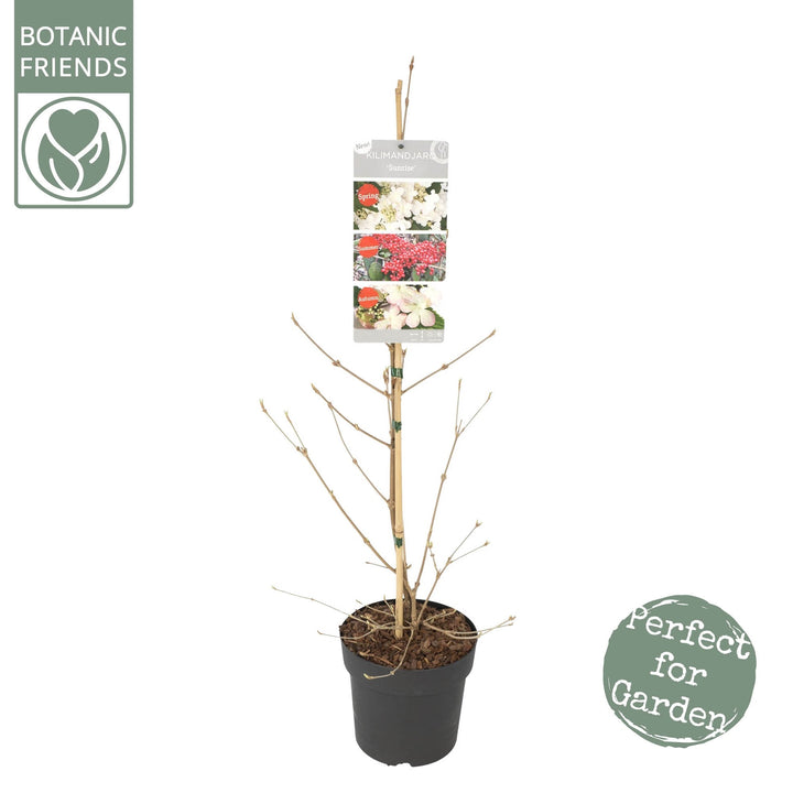 Viburnum plic Kilimandjaro Sunrise PBR