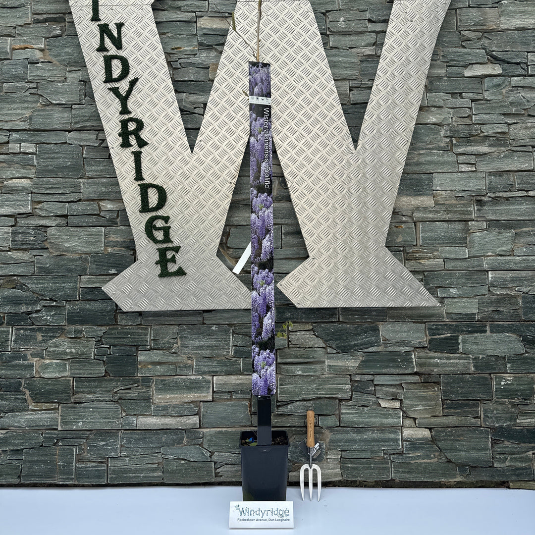 Wisteria sinensis Prolific