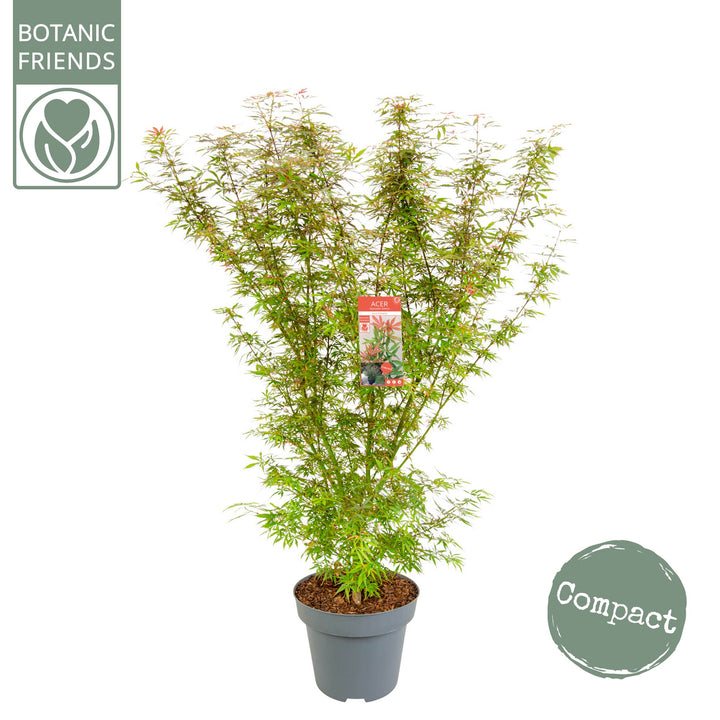 Acer palm. Jerre Schwartz