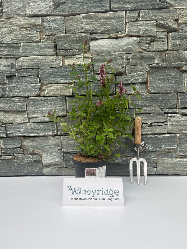 AGASTACHE rug. Beelicious Pink