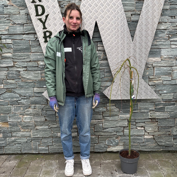 Acer palm. Ryusen  80 CM STEM C5