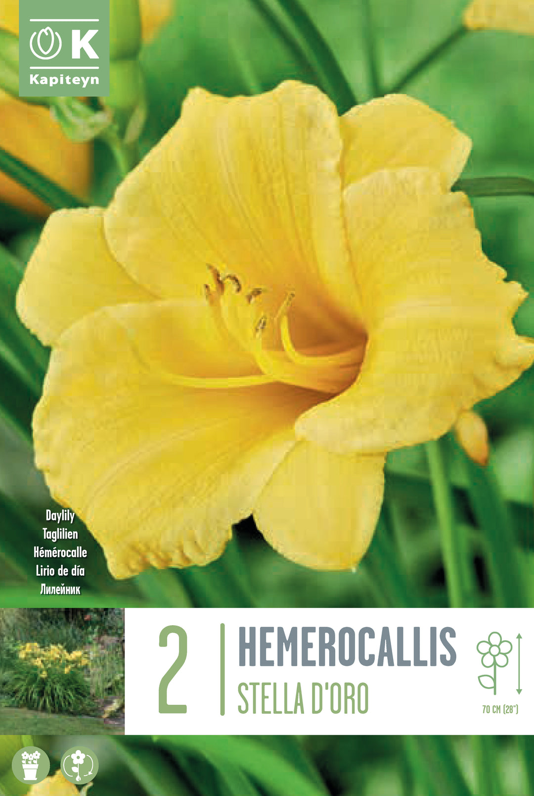 HEMEROCALLIS STELLA D'ORO x 2