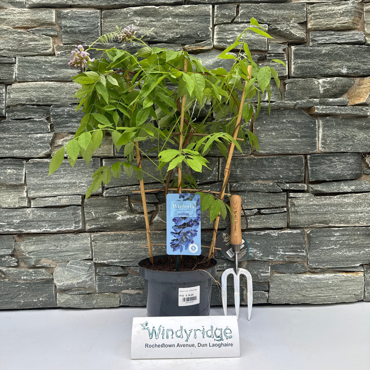 Wisteria frutes. Amethyst Falls pot 19 cm