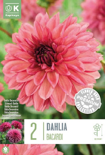 DAHLIA DEC BACARDI x 2