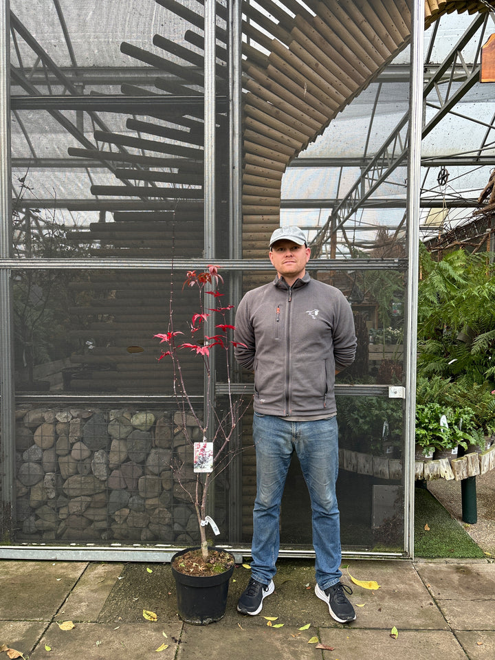 Acer pal. Red Emperor