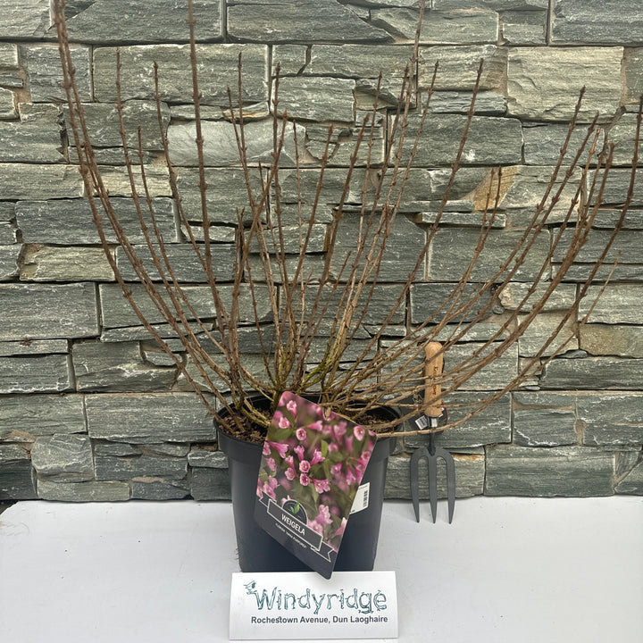 Weigela florida Nana Purpurea