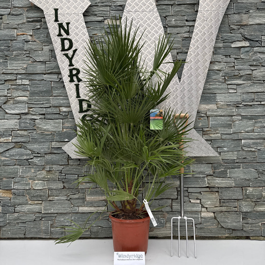 Chamaerops humilis P35