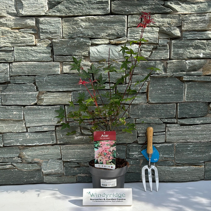 Acer pal. Beni-maiko