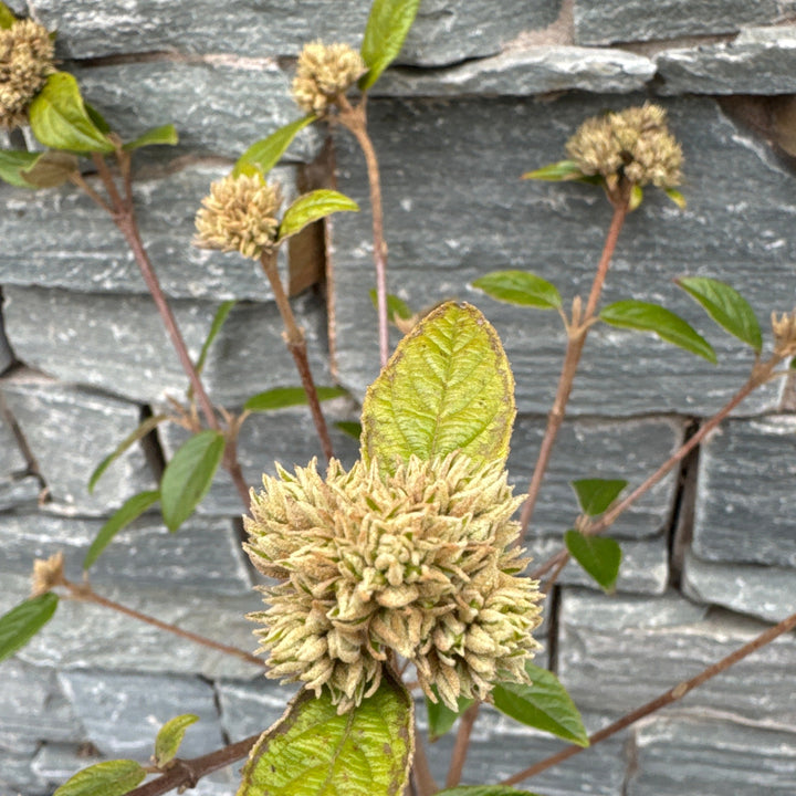 Viburnum Eskimo  4 Ltr pot