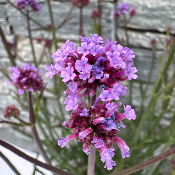 VERBENA bon. Meteor Shower