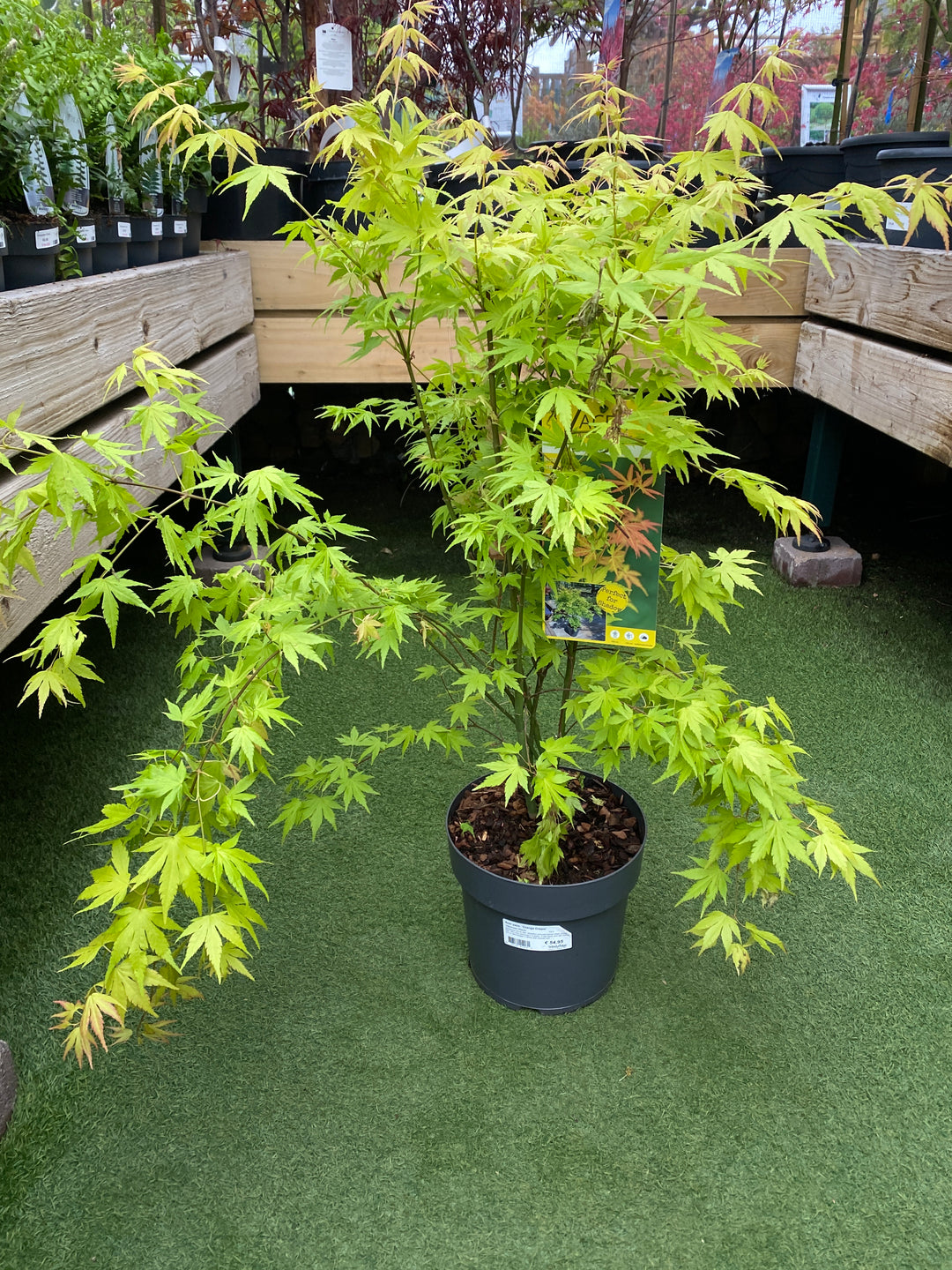 Acer palm. Orange Dream