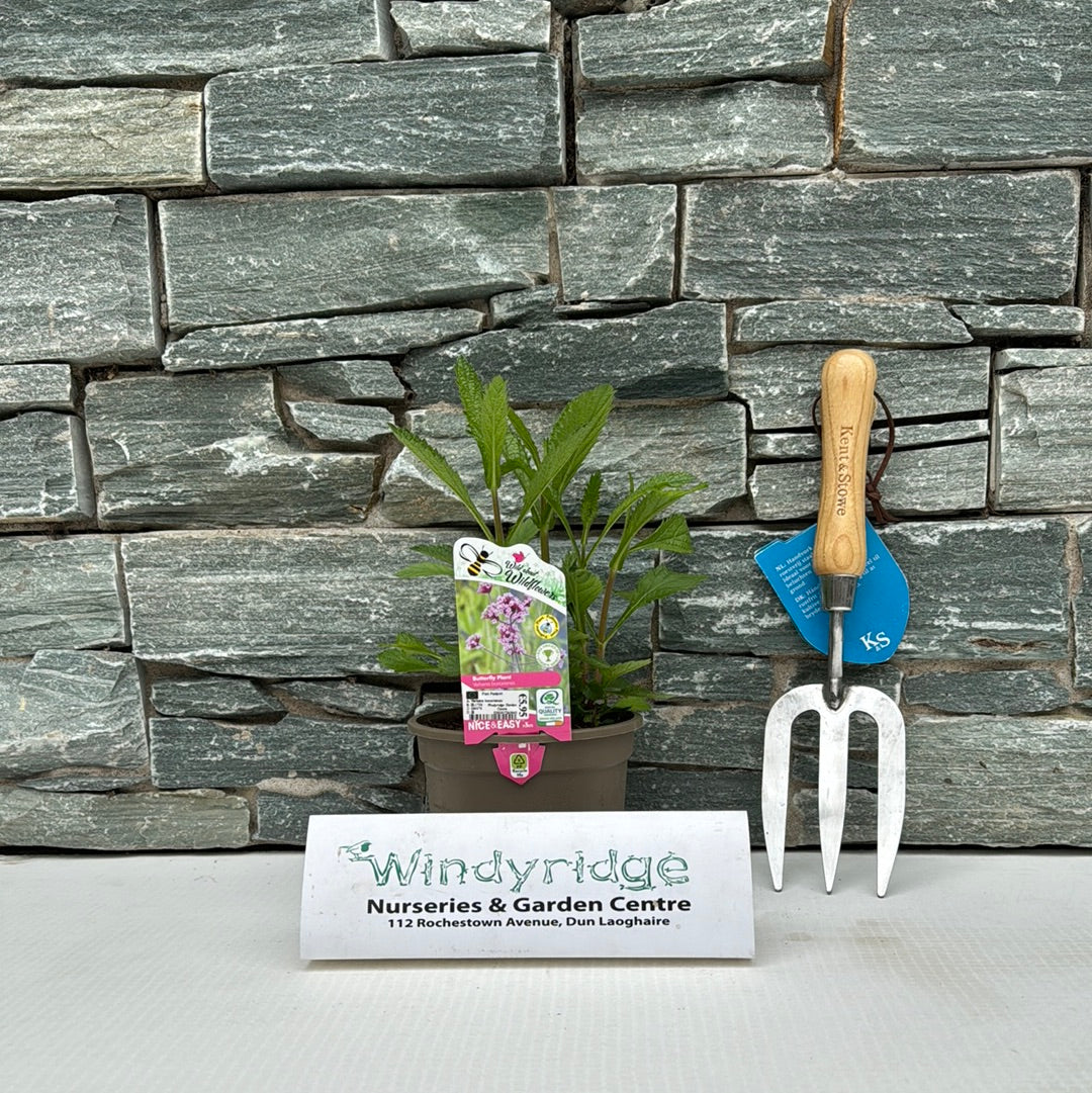 Verbena bonariensis 1L