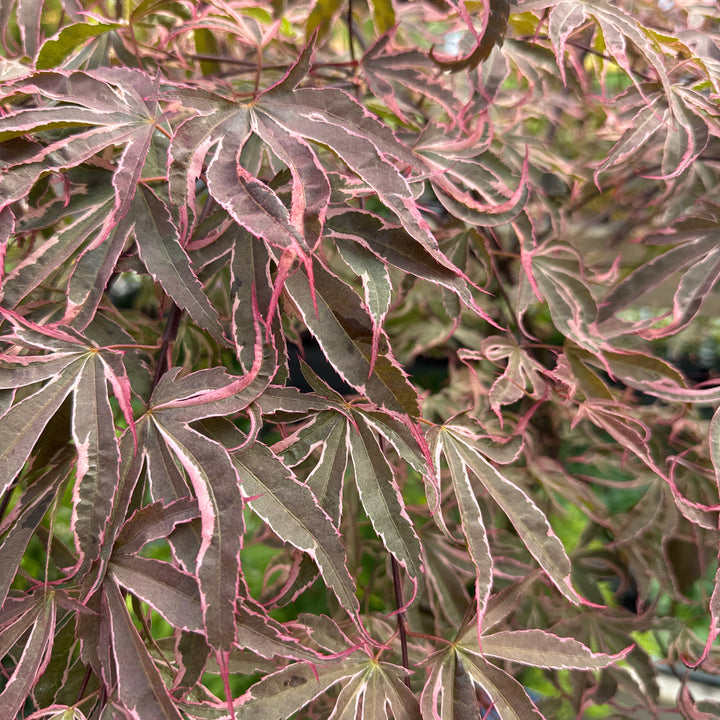 Acer pal. Shirazz 90 cm st. Deco 18L.